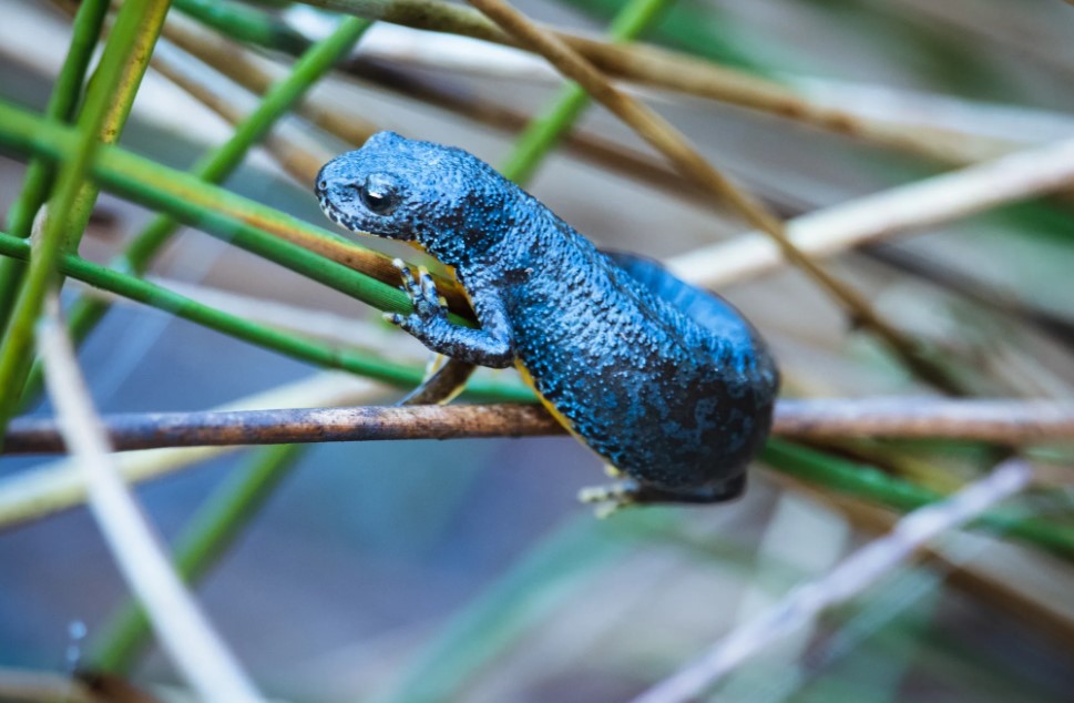 SALAMANDERS CAN REGROW LIMBS